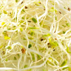 les graines germées et leurs bienfaits : alfalfa
