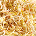 les graines germées et leurs bienfaits quinoa