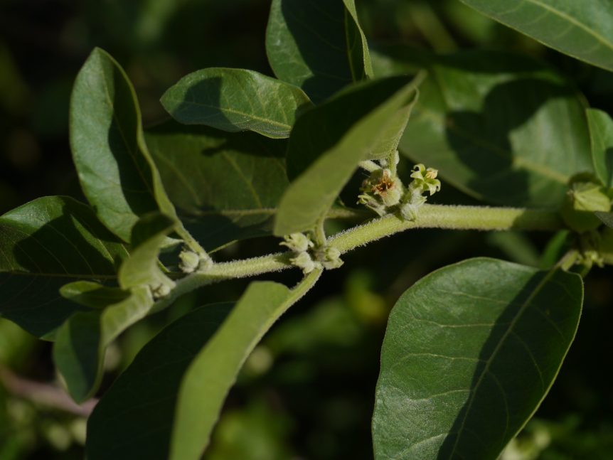 Ashwagandha bio | Nature et Vitalité